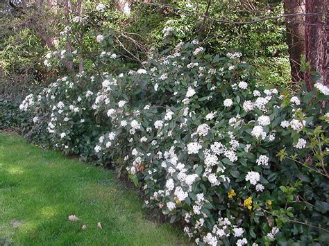 Viburnum Tinus