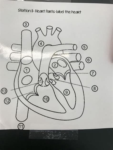 Anatomy Of Labelling Heart Pt Diagram Quizlet