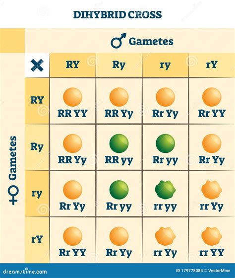 Dihybrid Cross Punnett Square