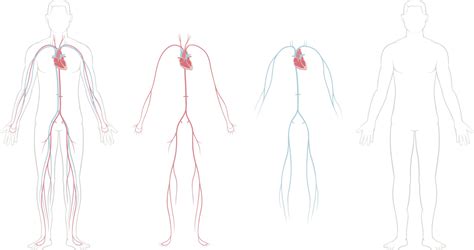 Child Anatomy Drawing | Free download on ClipArtMag