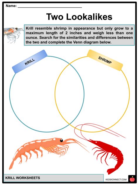 Krill Facts & Worksheets | Anatomy, Lifecycle, Food Chain, Status