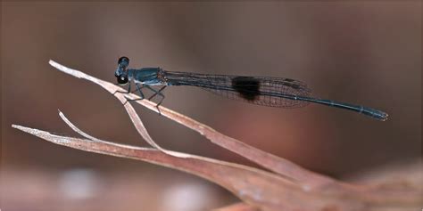 Nososticta Kalumburu Mes Libellules