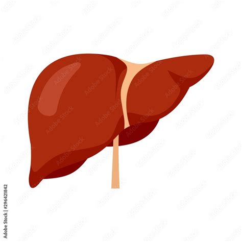 Human Liver Icon Flat Illustration Of Human Liver Vector Icon For Web Design Stock Vector