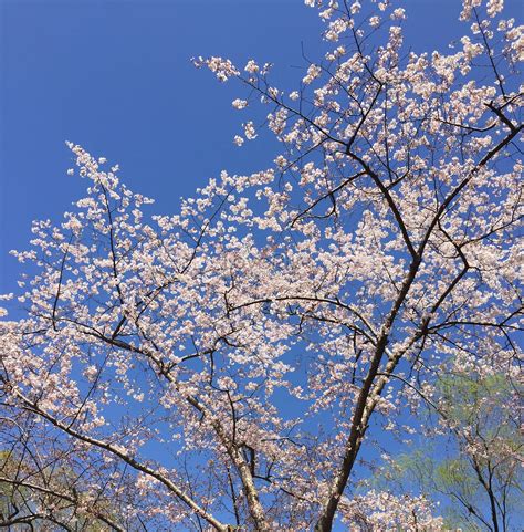 Pink Sakura Tree Picture And HD Photos | Free Download On Lovepik