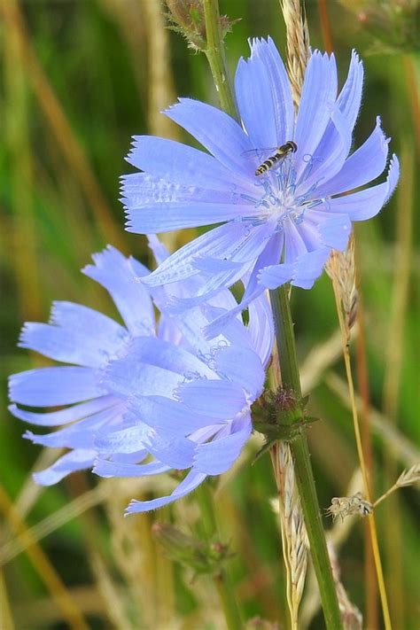 Esperar Azul Flores El Foto Gratis En Pixabay Pixabay