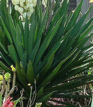 Yucca Filamentosa Green Cm Windlestone Nursery Garden Centre