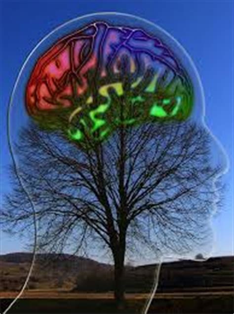 La Diff Rence Entre Le Cerveau Gauche Et Le Cerveau Droit