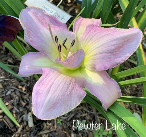 Daylily Hemerocallis Pewter Lake In The Daylilies Database