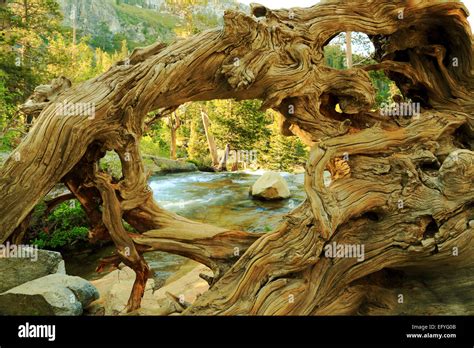 Fallen Tree Roots Stock Photo - Alamy