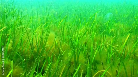 Zostera Seagrass And Green Algae Cladophora Ulva On The Seabed Black Sea Vídeo De Stock