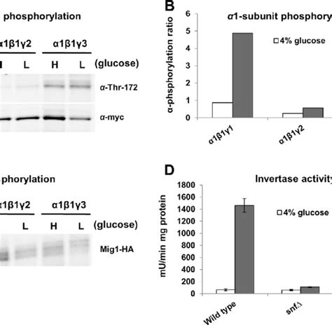 Ampk Is Phosphorylated In Response To Glucose Limitation And Mediates