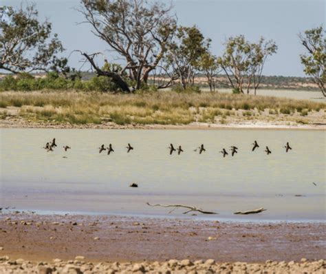 Paroo River Wetlands | NSW Environment and Heritage