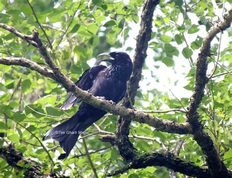 Shivapuri & Nagarjun National Park - Birding Himalaya