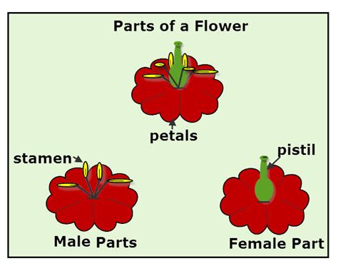 Parts Of A Flower Male And Female Reproductive System - The top of the ...