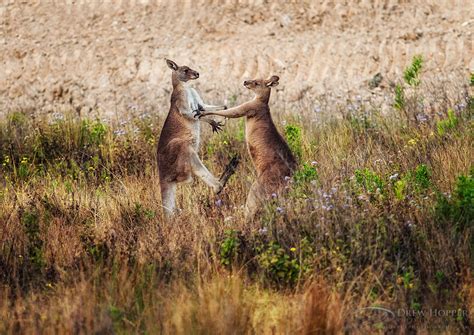 Kangaroo Fight by DrewHopper on DeviantArt