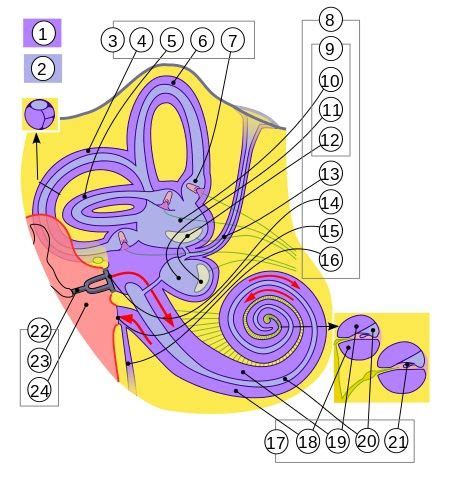 Rgano De Corti Funciones Anatom A Histolog A Histolog A Anatom A