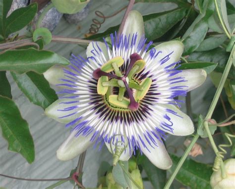 Passion Flower A Guide To Identifying Ripe Maypop Fruits