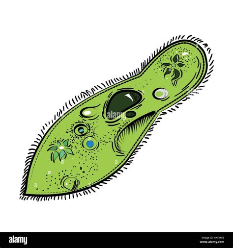 Print Froggy Jumps Biología Capitulo 2 La estructura de la célula