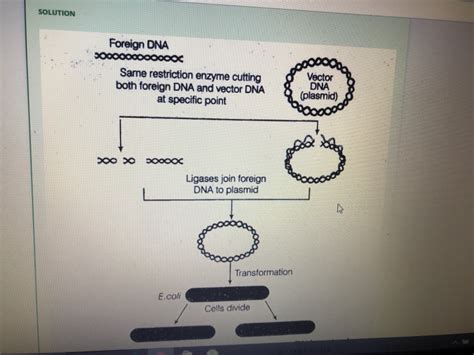 Write Diagrammatic Representation Of Recombinant Dna Technology