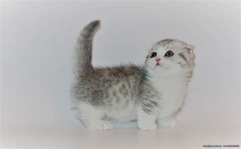 26+ Munchkin Scottish Fold Kittens - Furry Kittens