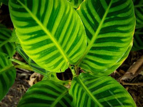 Calathea Zebra Plant Care Conseils Pour Cultiver Des Plantes D