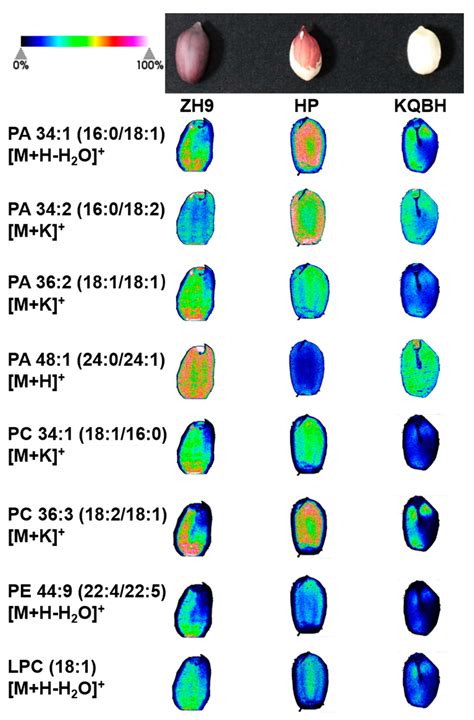 Visualizing The Distribution Of Lipids In Peanut Seeds By Maldi Mass Spectrometric Imaging