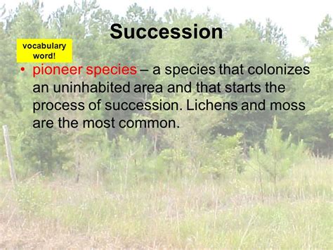 Succession In Ecosystems What Caused This Equilibrium What Did The