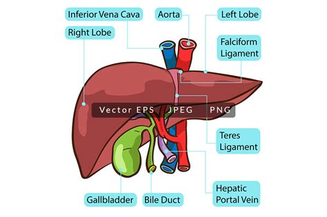 Human Liver Anatomy Graphic By Scworkspace · Creative Fabrica