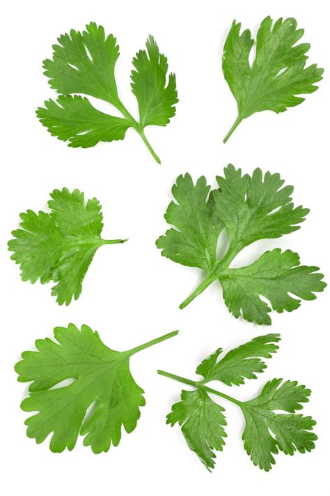 Cilantro Leaves