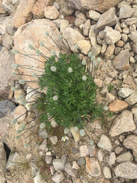 Jasper 2000 metres altitude above the treeline. : r/whatsthisplant