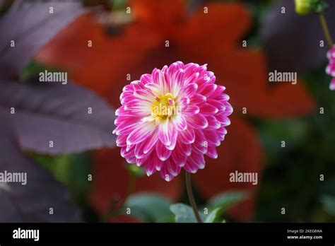 Beautiful Dahlia In The Garden Stock Photo Alamy