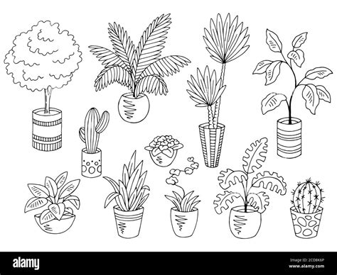 Plantas Vector Blanco Y Negro Im Genes Vectoriales De Stock Alamy