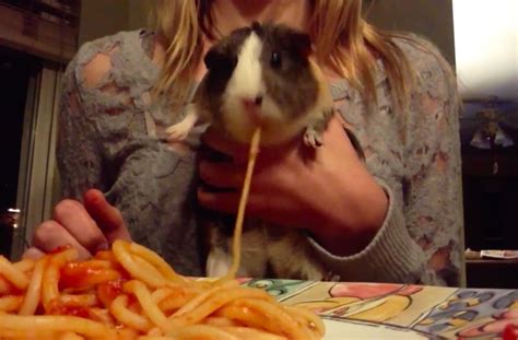 This guinea pig eating spaghetti is the only thing you need to see today