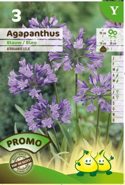 Agapanthus africanus blauw Afrikaanse Lelie of Tuberoos kopen Maréchal