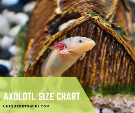 Axolotl Size Chart: Tracking Growth and Development