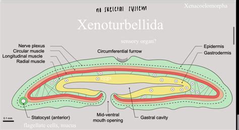 Flat Worms Flashcards Quizlet