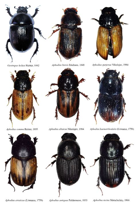 Dung beetle species recovered from the horse and cattle dung in... | Download Scientific Diagram