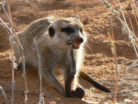 Meerkat eating a millipede