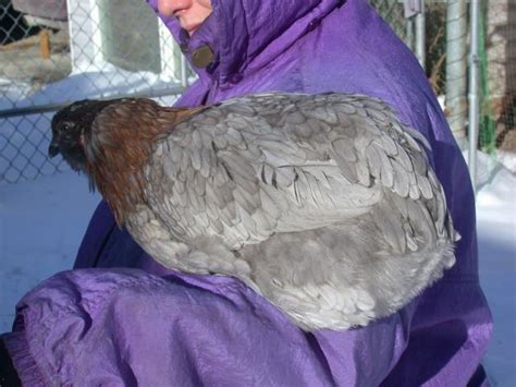 Araucana- Are these the start of ear tufts or muffs? | BackYard ...