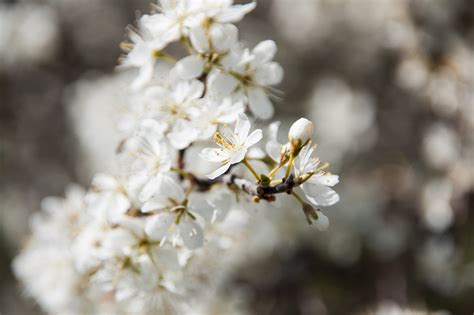 Flores Brancas De Cerejeira Foto Gratuita No Pixabay Pixabay