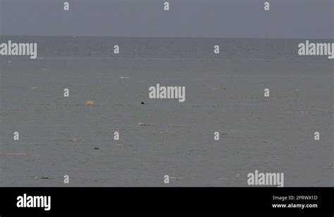 Polar bear hunting seal Stock Videos & Footage - HD and 4K Video Clips - Alamy