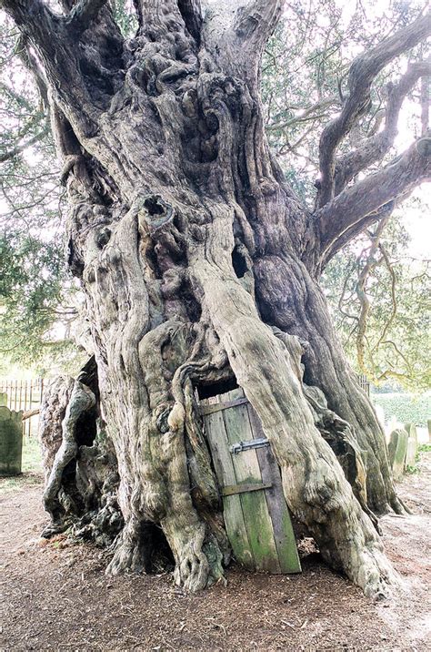 Crowhurst Yew Tree-color Photograph by Dan Westfall