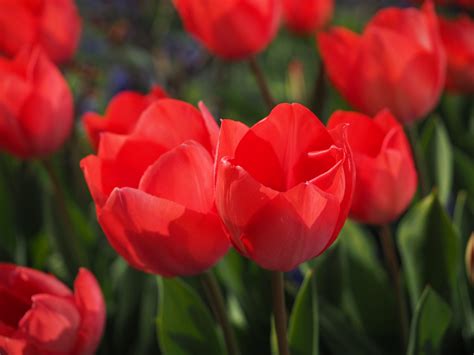 Fondos De Pantalla Flores Rojo Tulipanes Flor Tulip N P Talo