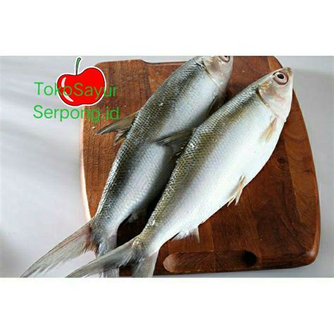 Jual Ikan Bandeng Segar Size Besar Kg Shopee Indonesia