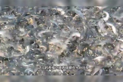 男子“硬核”喂鱼方式，主人竟然用勺子喂，锦鲤直接一口吞下！