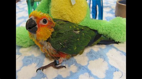 8 Week Old Baby Sunday Conure Parrots Youtube