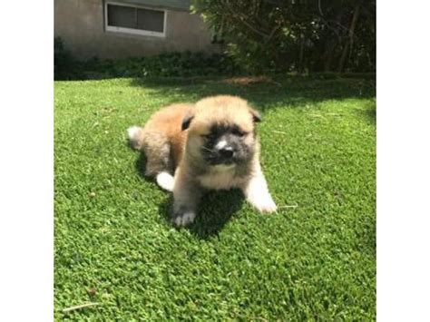 8 purebred Akita puppies for adoption - Puppies for Sale Near Me