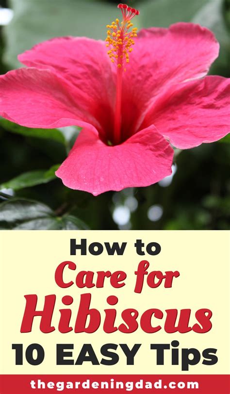 Ultimate Guide To Indoor Hibiscus Care In Hibiscus Hibiscus