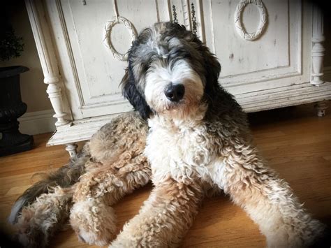 F1b Bernedoodle Puppies For Sale Uk Matthewmcewen