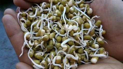 Sprouts How To Grow Sprouts At Home Moong Bean Sprouts